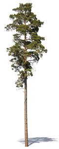 tall pine in sunlight