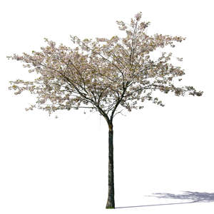 small blooming cherry tree