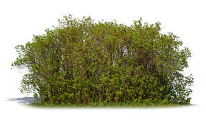 thick bush