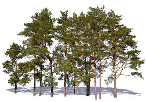 group of pines