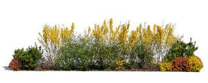 group of different blooming bushes