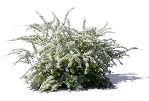 blooming white meadowsweet