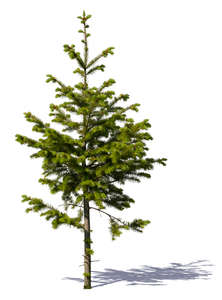 small spruce