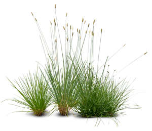 three tufts of grass