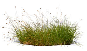 tuft of grass