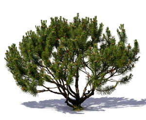 small mountain pine