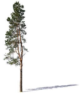 medium size regular pine