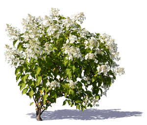 blooming white hortensia