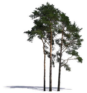 group of tall pine trees