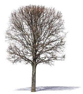 big tree with bare branches