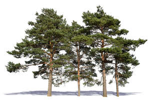 group of pines in sunlight