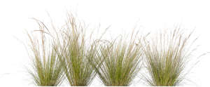 four tufts of grass