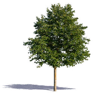 medium size linden tree