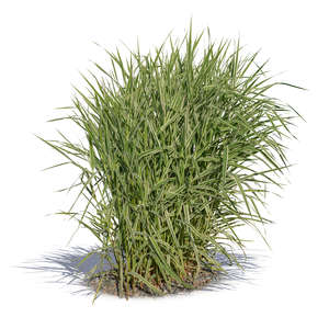 thick tuft of grass