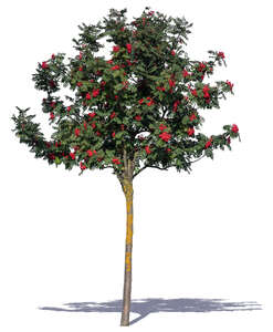 small rowan tree with ripe berries