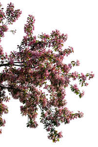 cut out blooming cherry tree branch