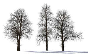 group of backlit bare trees