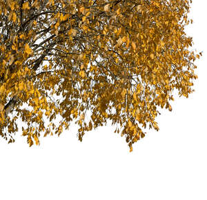 branch of a tree with golden fall leaves