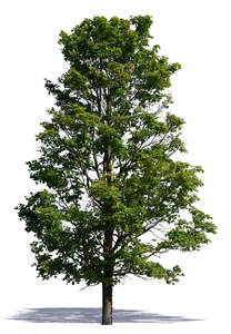 tall maple tree