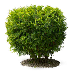 round thuja bush