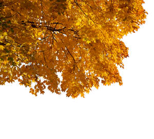 branch of a maple tree with yellow leaves