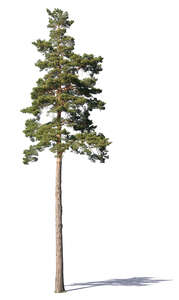 beautiful medium size pine tree