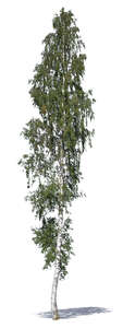 tall birch in summertime