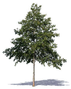 medium size linden tree