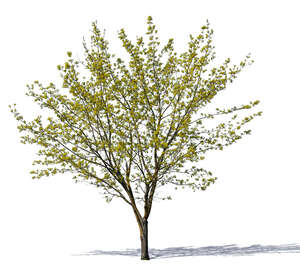 medium size tree with small sprouting leaves