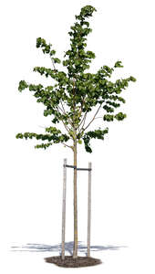 small linden tree with a support crate