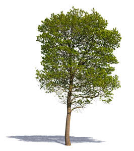 medium size tree with young spring leaves