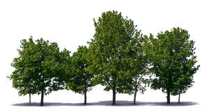 group of many maple trees
