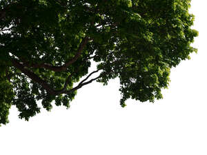 branch of a big maple tree