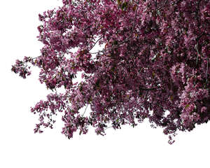 branch of a blooming cherry tree