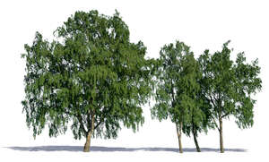cut out group of four trees