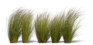 cut out row of ornamental grass tufts in sunlight