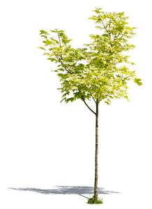 cut out small harlequin maple tree