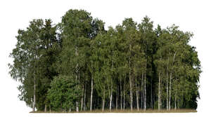 cut out grove of birches