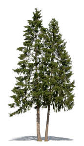 cut out two tall spruces
