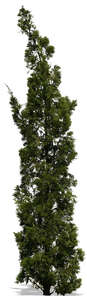 cut out tall cypress