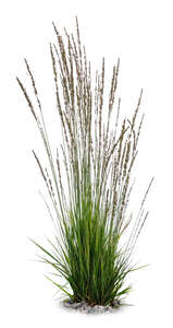 cut out tuft of ornamental grass in a shade