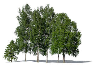 cut out group of tall trees