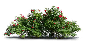 cut out rose bush with red blossoms