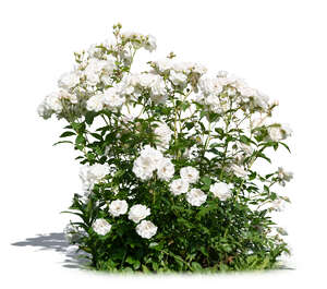 cut out blooming rose bush with white blossoms