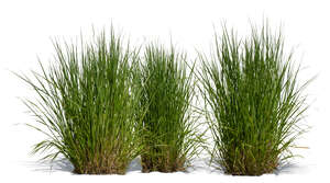 three cut out ornamental grass tufts