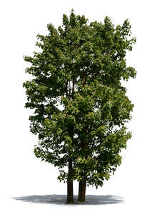 two cut out tall Norway maple trees