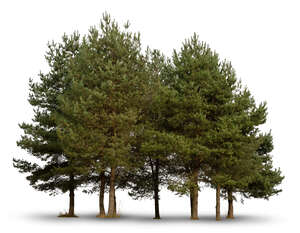 cut out group of small pine trees