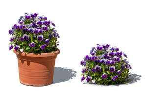 cut out pot of blooming garden pansies