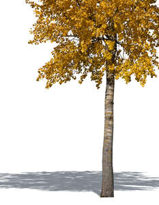 trunk of an aspen tree in autumn