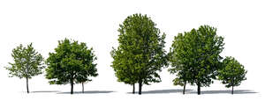 group of different size maple trees